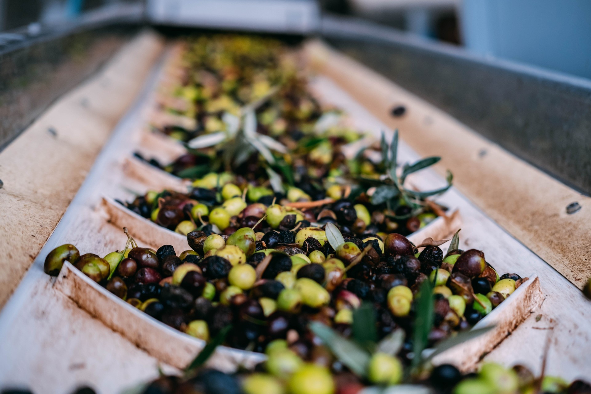 Olive lavorate in oleificio